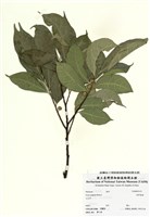 藏品(菲律賓榕)的圖片